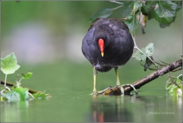 <p>SLÍPKA ZELENONOHÁ (Gallinula chloropus) Praha- Stromovka /Common moorhen - Teichralle/</p>